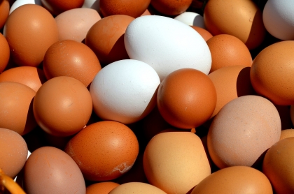 Fipronyl na Slovensku, alebo: Ako správne nakupovať vajcia